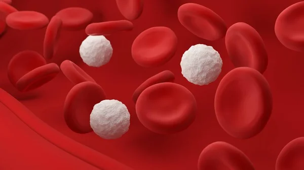 적혈구와 백혈구입니다 Leukocte Erythrocytes 입니다 — 스톡 사진