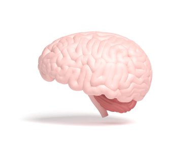 Beyni beyaz arka planda izole edilmiş. 3d illüstrasyon.