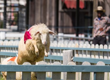 koyun yarışta duvarın üzerinden atlıyor