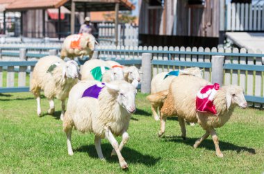 koyun yarışta duvarın üzerinden atlıyor