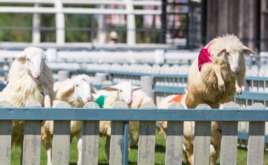 koyun yarışta duvarın üzerinden atlıyor