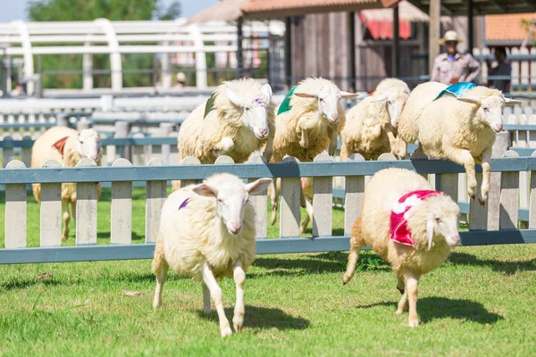 sheep are jumping over the wall in the race