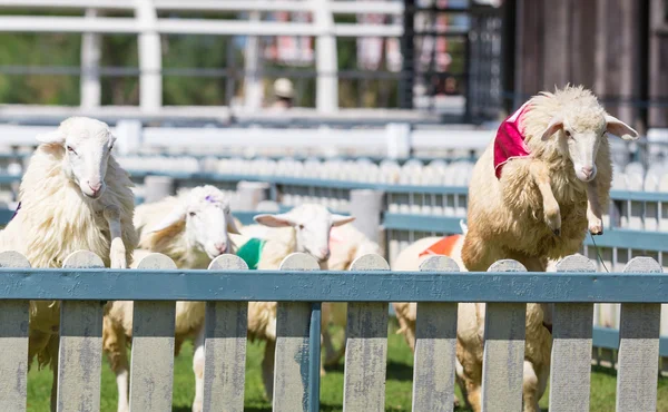 koyun yarışta duvarın üzerinden atlıyor