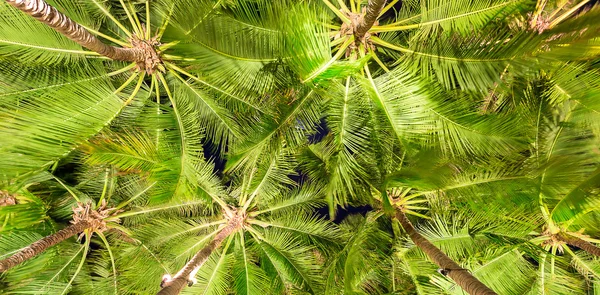 Mavi gökyüzü ile Hindistan cevizi ağacı