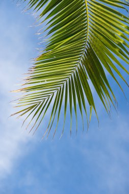 Hindistan cevizi yaprağı ve berrak gökyüzü