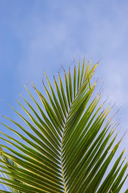 Hindistan cevizi yaprağı ve berrak gökyüzü