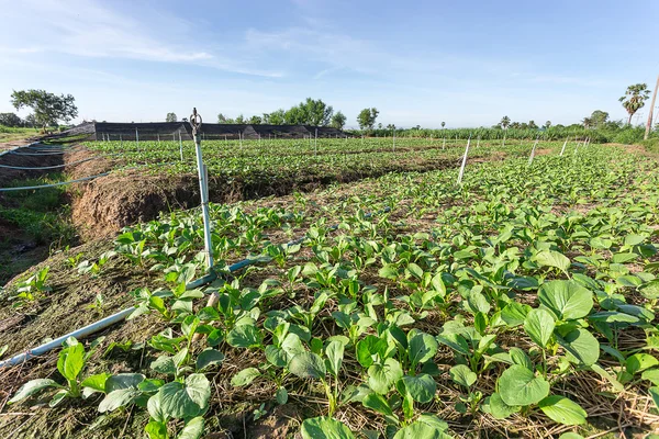 Pertanian kale dengan sistem sprinkler — Stok Foto