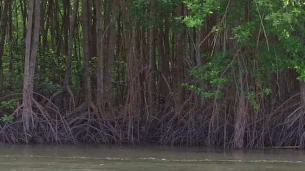 Gerakan dari perahu sepanjang sungai di danau dekat laut dengan pemandangan bakau dan akar di atas air laut di hutan alam bakau, keanekaragaman hayati untuk laut dan hewan rumah di lingkungan — Stok Video