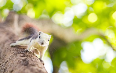 white squirrel on tree clipart