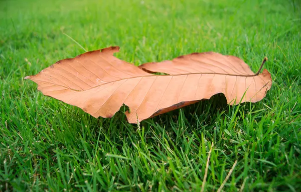 Tørre blade på grønt græs - Stock-foto