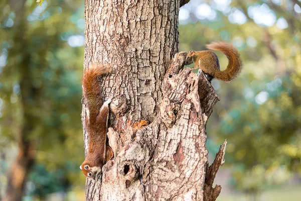 Sincap parkta yiyecek bir şeyler bulmak