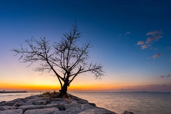 Árvore única e mar — Fotografia de Stock