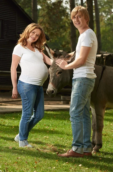 Pregnant couple with cute donkey — Stock Photo, Image