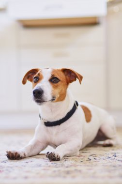 Cute dog jack russel terrier laying in the white kitchen floor on carpet