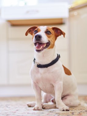 Cute dog jack russel terrier sitting in the white kitchen interior floor on carpet