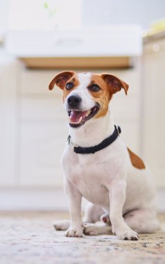 Cute dog jack russel terrier sitting in the kitchen interior floor on carpet