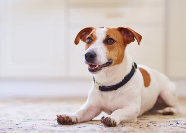 Cute dog jack russel terrier laying in the white kitchen floor on carpet inside house — Stok fotoğraf