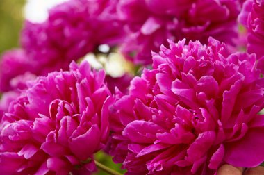 Klasik peonies yakın çekim