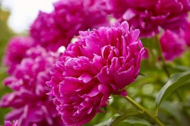 Klasik peonies yakın çekim