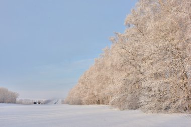 Güzel kış buzlu ağaçlar