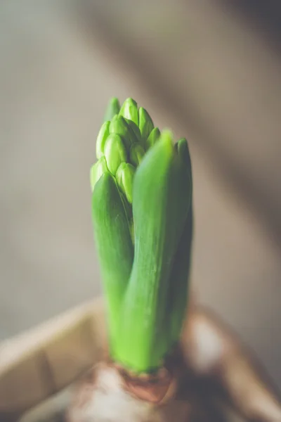 Jacinto en crecimiento con brotes en primavera — Foto de Stock