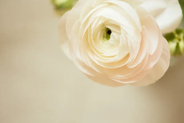 Tenra flor de ranúnculo rosa — Fotografia de Stock