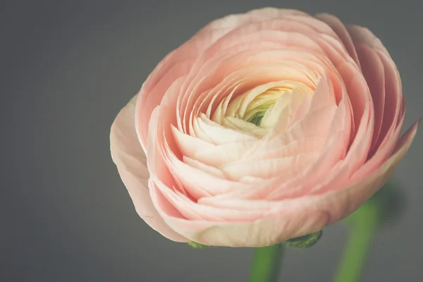 Tender pink ranunculus flower — Stock Photo, Image