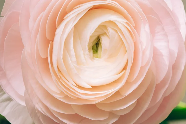 ihale pembe Düğünçiçeği çiçek