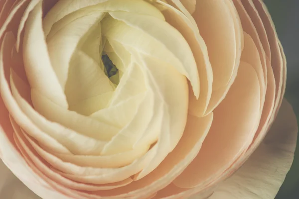 Øm rosa ranunculus blomst – stockfoto
