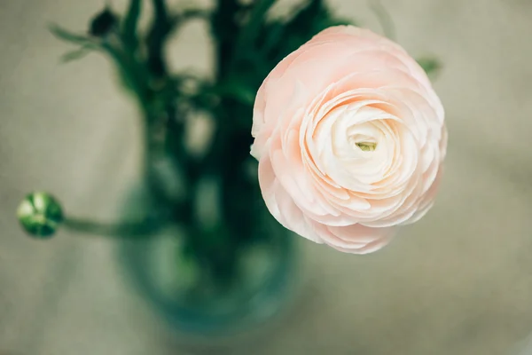 Flor ranúnculo rosa tierna — Foto de Stock