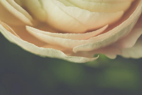 Tender pink ranunculus flower — Stock Photo, Image