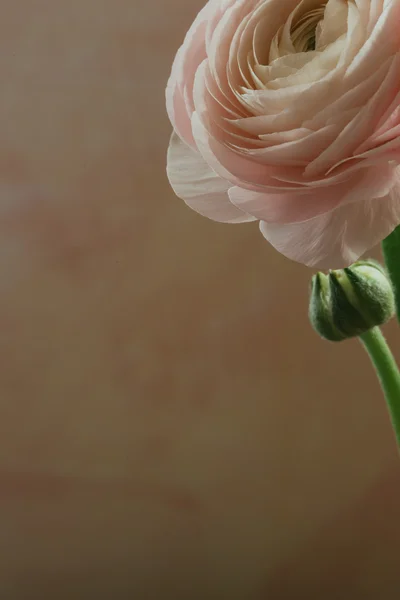Flor ranúnculo rosa tierna — Foto de Stock