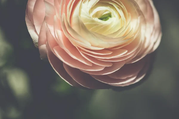 Zarte rosa Hahnenfuß-Blume — Stockfoto