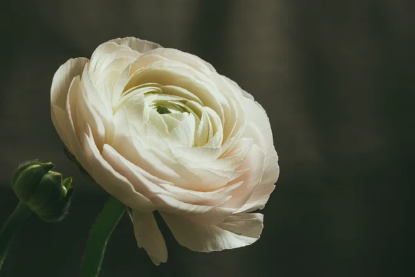 Tender white ranunculus flower — Stock Photo, Image