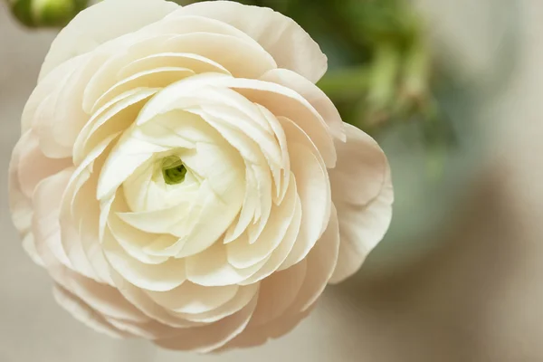 ihale beyaz Düğünçiçeği çiçek