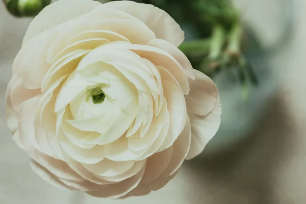 Flor branca tenra do ranúnculo — Fotografia de Stock