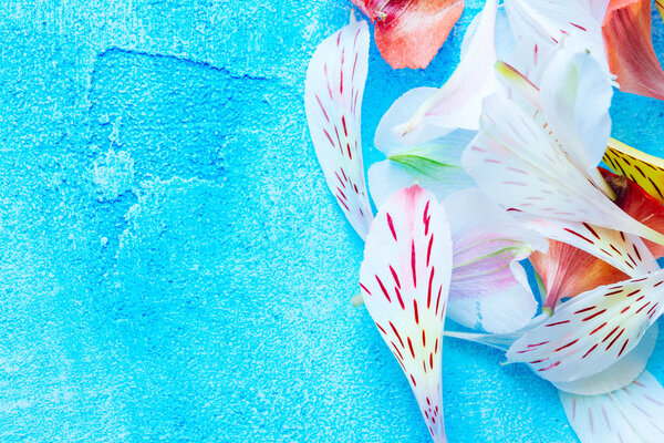 color petals on blue background