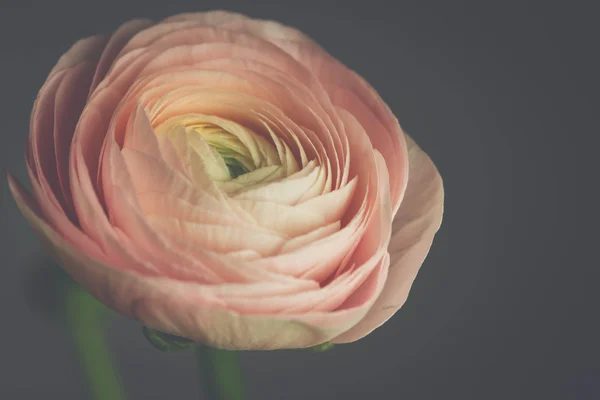 Tenra flor de ranúnculo rosa — Fotografia de Stock