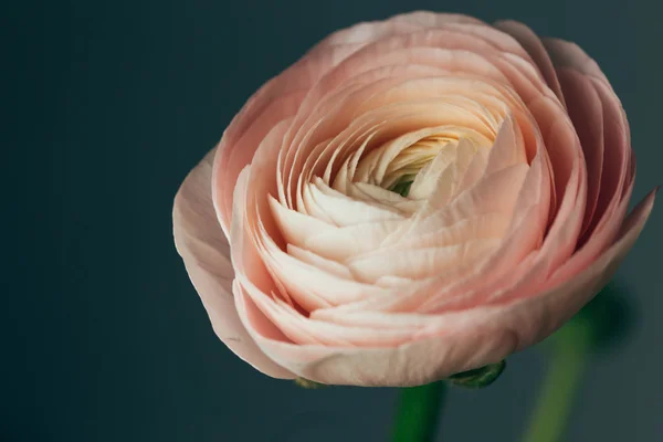 Tender pink ranunculus flower — Stock Photo, Image