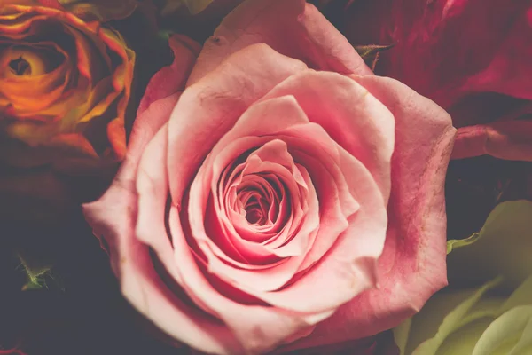 ピンク、赤、白のバラの背景をクローズ アップ — ストック写真