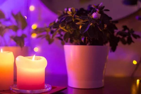 Bandeja de madeira com coleção de diferentes velas em chamas, lâmpada noturna e plantas caseiras em vasos. Decoração acolhedora casa de inverno. Decorações interiores. Composição elegante, close up. selva urbana — Fotografia de Stock