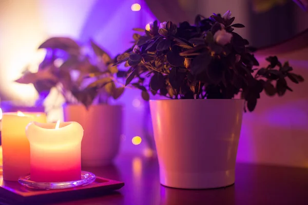 Bandeja de madeira com coleção de diferentes velas em chamas, lâmpada noturna e plantas caseiras em vasos. Decoração acolhedora casa de inverno. Decorações interiores. Composição elegante, close up. selva urbana — Fotografia de Stock