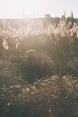 Ön planda, gün batımının arkasında kuru çimenler. Sonbahar manzarası. sakin ve rahat doğa arka planı