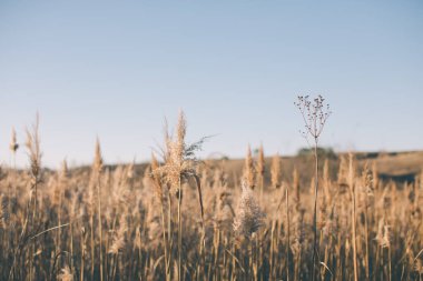 Ön planda, gün batımının arkasında kuru çimenler. Sonbahar manzarası. sakin ve rahat doğa arka planı