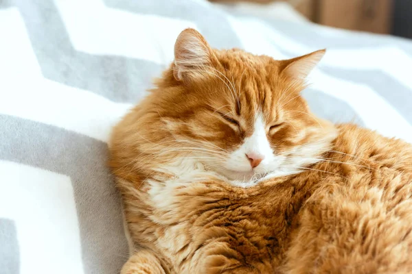Aranyos vörös macska fekszik az ágyban. Bolyhos kisállat alszik. A kóbor cica életében először alszik az ágyban. Hangulatos otthoni háttér, reggeli lefekvés ideje. Stock Kép
