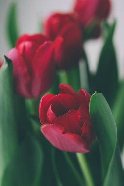 Beyaz arka planda bir buket lale. Çiçekli kartpostal. soyut çiçek arkaplanı