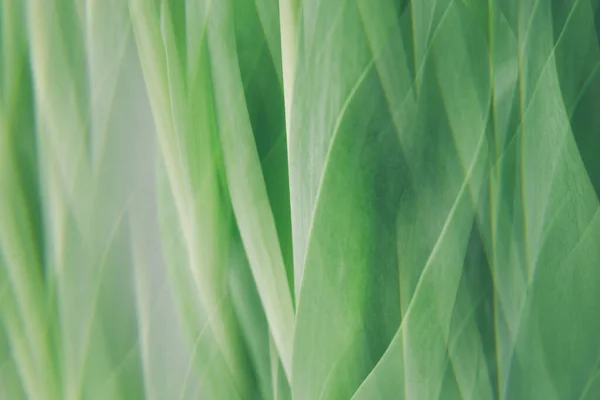 Closeup nature view of fresh green leaf on blurred greenery background with copy space using as background natural green plants landscape, ecology, fresh wallpaper concept. spring background — Stock Photo, Image