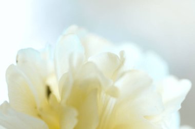 Bahar lale çayırı. Beyaz lale yapraklarını kapatın. Bulanık bahar çiçekleri arkaplanı