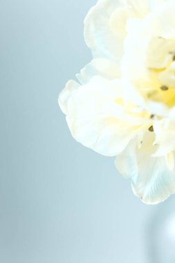 Bahar lale çayırı. Beyaz lale yapraklarını kapatın. Bulanık bahar çiçekleri arkaplanı