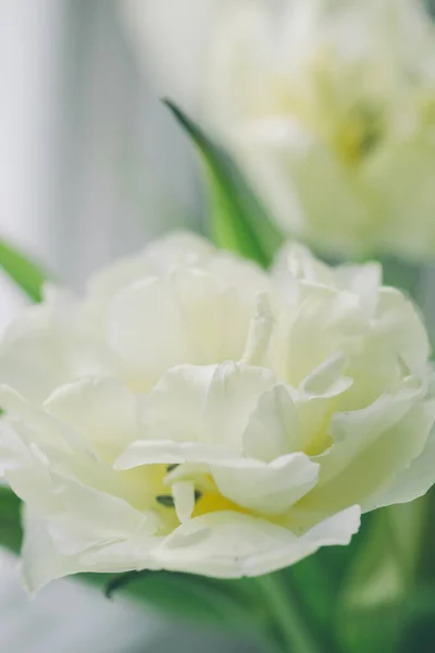 Bahar lale çayırı. Beyaz lale yapraklarını kapatın. soyut çiçek arkaplanı